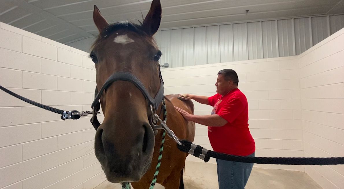"Pure serenity" Equine therapy provides peace for veterans